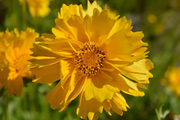 그라나다 티크씨로 도알려져 있으며 노란색을 다년간 놀라운 — 스톡 사진