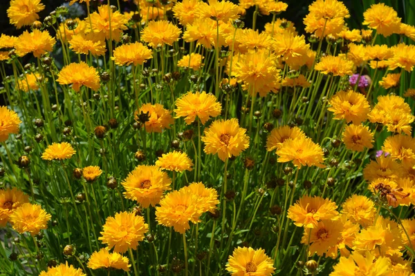 Coreopsis Grandiflora Sunburst Flor Também Conhecida Como Caroço Uma Planta — Fotografia de Stock