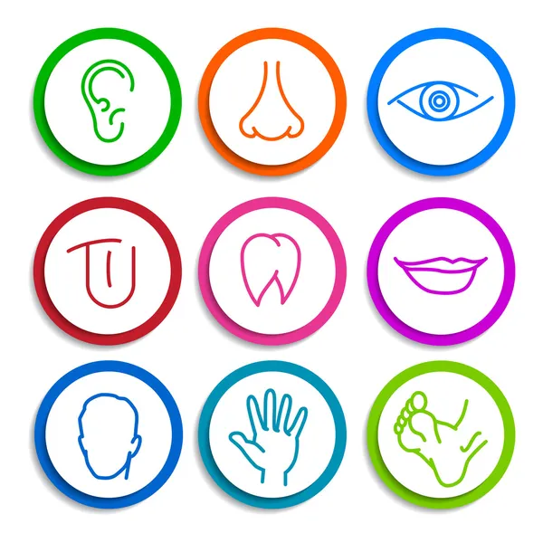 Human body parts — Stock Illustration Human body parts Stock Illustration