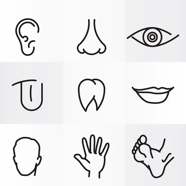 Conjunto de ícones vetoriais partes do corpo humano —  Vetores de Stock