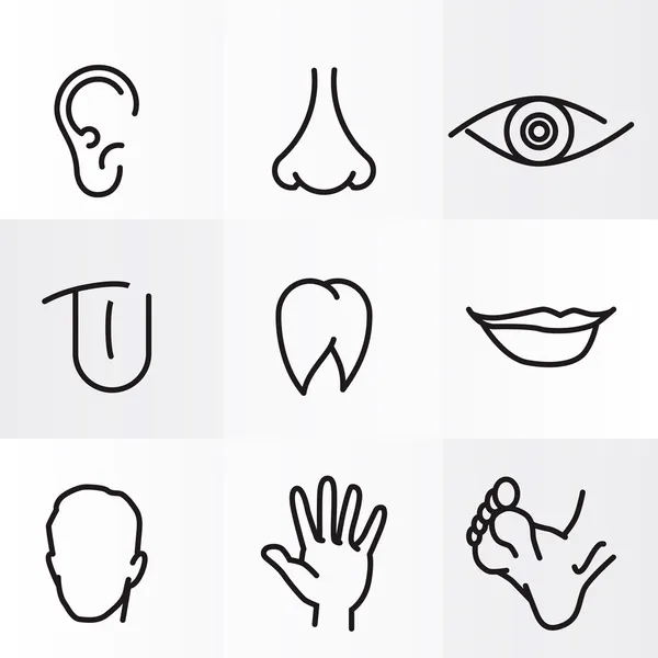 Set of vector icons Human body parts — Stock Vector