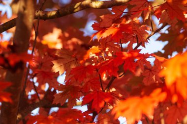 İspanya 'da kırmızı ve altın sonbahar yaprakları