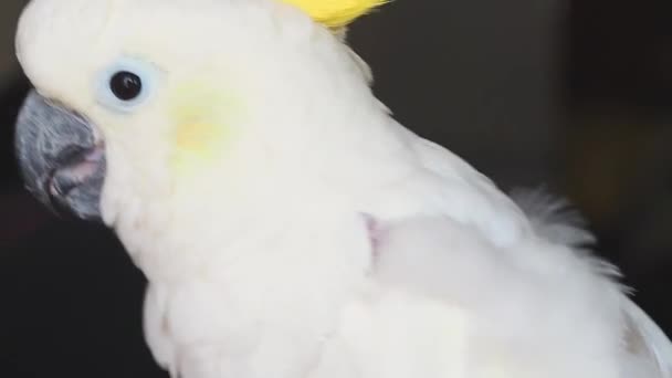 Närbild av näbben på en gulnäbbad cockatoo inomhus. — Stockvideo