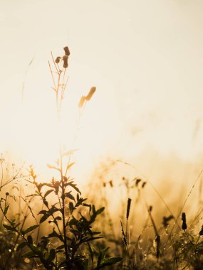 Yoğun sis, cennet manzarasını kaplar..