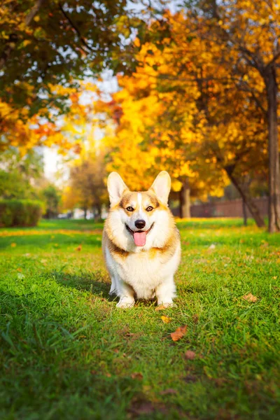 Corgi sonbahar şehir parkında. Sonbahar sarı yapraklı bir köpeğin tam boy portresi. Üç renkli corgi pembroke.