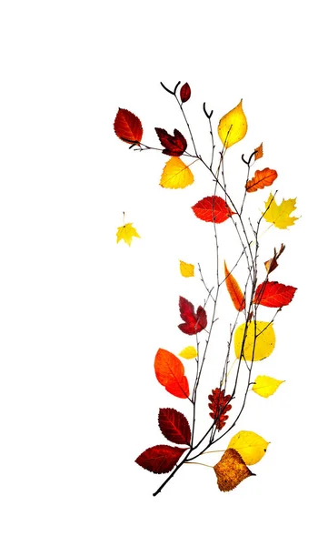 Осенняя Концепция Ветка Дерева Разнообразными Желтыми Красными Осенними Листьями Белом — стоковое фото