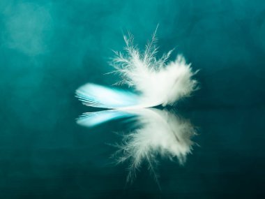 Mavi bir muhabbet kuşu tüyünün yakın çekimi. Sadece odak noktasındaki tüyler beyaz..