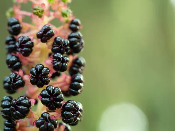 Close Bagas Pretas Phytolacca Americano Profundidade Campo Rasa — Fotografia de Stock