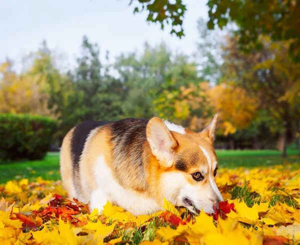 Sonbahar parkında üç renkli Corgi Pembroke.