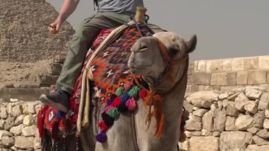 Giza piramitlerinin arka planındaki deve, yakın plan.