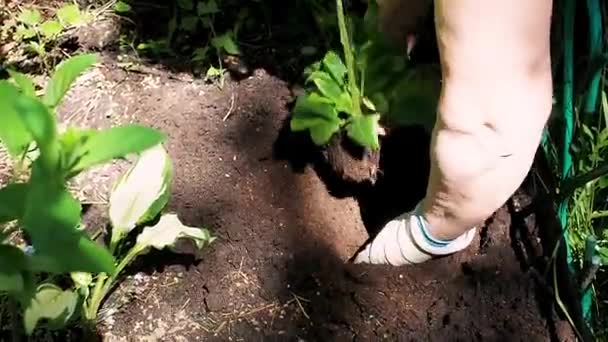 Kobieta w rękawiczkach ogrodowych sadzi kwiat geranium w klombie — Wideo stockowe