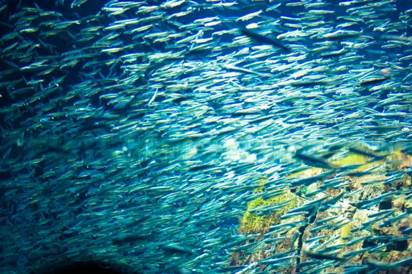 Fundo desfocado - escolaridade de peixes pequenos em movimento rápido no mar fora de foco — Fotografia de Stock