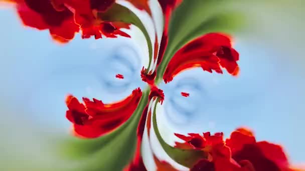 Kaleidoscope background - red flower on blue sky, loop video. — Stock Video