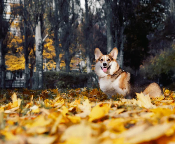 Ritratto di aTricolore Gallese Corgi Pembroke con foglie giallo autunnale. — Foto Stock