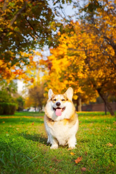 Sonbahar parkında üç renkli Corgi Pembroke.
