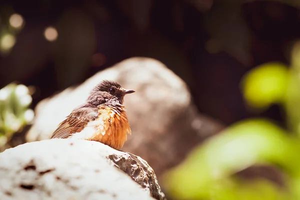 Pássaro com um peito de laranja, o pássaro senta-se em um seixo, o pintinho é desgrenhado — Fotografia de Stock