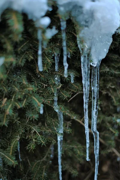 Icicles. Carámbanos largos en ramas de abeto. Clima helado. Fondo de invierno. Clima invernal. Congelación — Foto de Stock