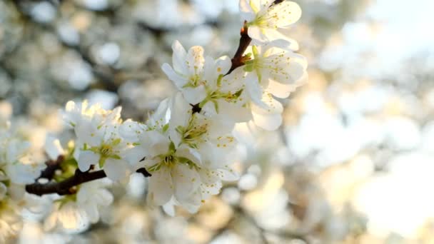봄이야, 하얀 플럼 꽃들이 활짝 피고 하얀 가지들이 피지. 이른 아침 햇살 이 잘 드는 정원에 꽃피는 봄 나무. — 비디오