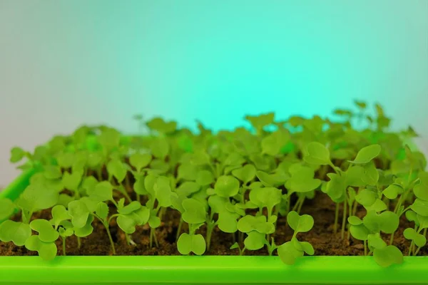 Zaailing in de grond. koolzaailing in een groene kom op een groene achtergrond.Groeiende zaailingen.Tuinieren en landbouw. Biologische groenten en groenten verbouwen. — Stockfoto