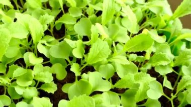 Çin lahanası filizleri. Yeşil lahana filizleri..