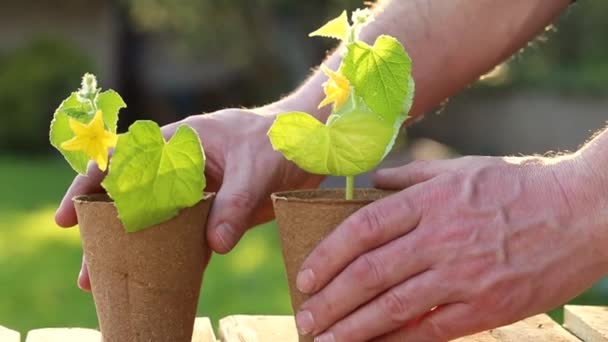 Pepinos de plântulas. Mudas de pepino em potes de turfa em mãos em uma mesa de madeira em um jardim ensolarado de primavera. Mudas de primavera. Mudas em crescimento no jardim — Vídeo de Stock