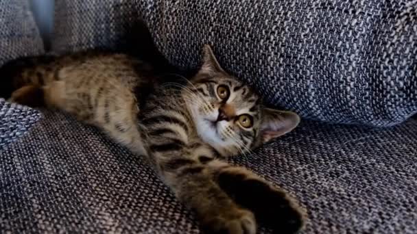 Gray kitten on a gray sofa. Pets.Tabby kitten is washing. Kitten portrait — Stock Video