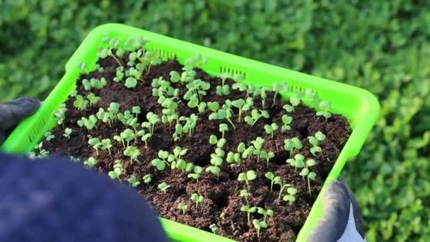 Plántulas verdes en manos masculinas. Spring plántulas. Jardinería y agricultura Crecimiento de plántulas en el jardín — Vídeos de Stock