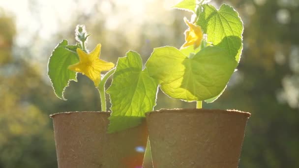 Cucumber seedlings in peat pots in a spring garden.Seedling cucumbers. Spring seedlings. Growing seedlings in the garden — Stock Video