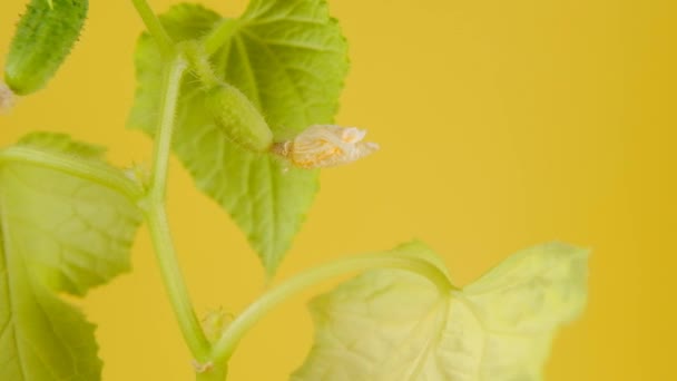 Plántulas de pepino primer plano sobre fondo amarillo.Rotación. — Vídeos de Stock