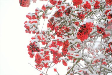 Karda Rowan kırmızı böğürtlen. Kış bahçesinde kırmızı böğürtlen. Rowan çalısı. Kış doğası. Kış arka planı beyaz ve kırmızı renklerde.