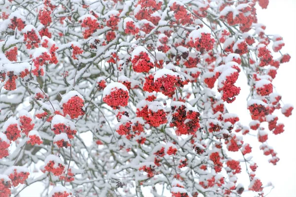 雪の中でローワンベリー冬の庭の雪の中で赤い果実。冬の自然。白と赤の冬の背景 — ストック写真