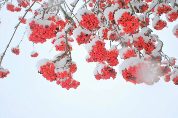 雪の中で赤い果実を投げます。冬の庭の雪の中で赤い果実。 — ストック写真