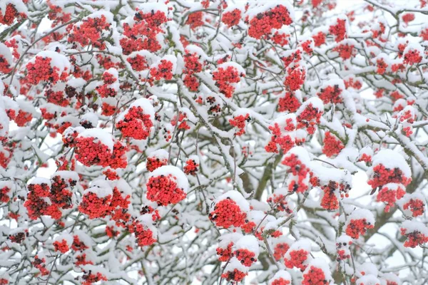 雪の中で赤い果実を投げます。冬の庭の雪の中で赤い果実。冬の自然。冬の背景 — ストック写真