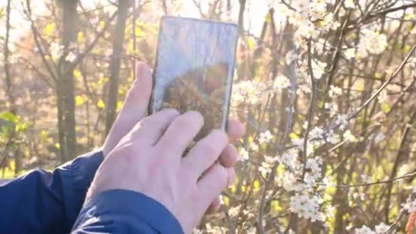 Ανοιξιάτικη φωτογραφία και βιντεοσκόπηση. Ανοιξιάτικη φύση. Τηλέφωνο σε αρσενικά χέρια σε ανθισμένα άνοιξη κήπο φόντο.Τηλεφωνική λήψη. Ένας άντρας βγάζει φωτογραφία ένα δέντρο που ανθίζει στο τηλέφωνο. Άνθη άνοιξη — Αρχείο Βίντεο