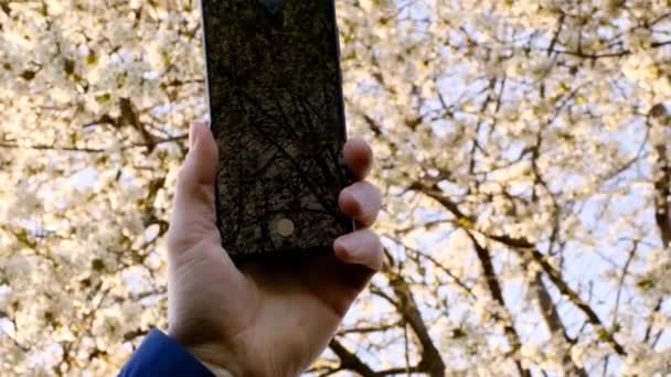 La nature printanière. Téléphone dans les mains des hommes sur fond de jardin en fleurs. Tournage photo et vidéo de printemps. Un homme prend une photo d'un arbre de printemps en fleurs au téléphone.Saison de printemps. — Video
