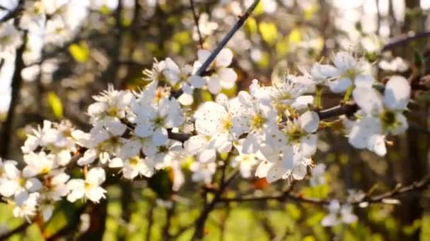 Весняний час. Квітучі гілки. Весняні квітучі дерева та сонячні відблиски у весняному квітковому саду. Білі квіти крупним планом. Весняний настрій — стокове відео