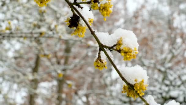Primavera nevada. Flores amarillas y nieve que cae lentamente. Clima de primavera. Nieve de primavera.Árbol de cornejo floreciente en un jardín de primavera nevado — Vídeo de stock