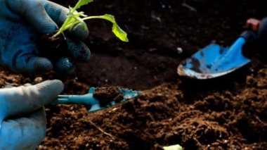 Bahçede fidanlar, mavi eldivenli ellerde. Ev bahçesi. Ev yapımı sebzeler. Toprağa ve ellere fidanlar ekin, fidanlar ekin, bahçeler ekin ve sebze yetiştirin.. 