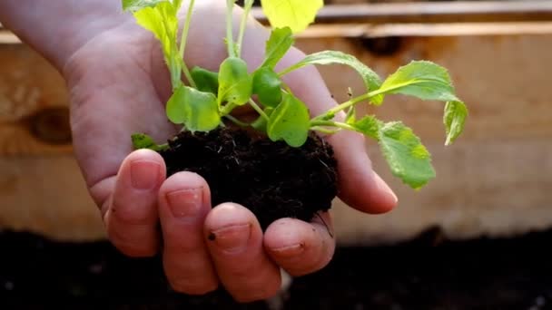 Chinese cabbage seedling in a mans hand in the rays of the sun. planting seedlings. Growing seedlings.Gardening and agriculture. Growing bio organic vegetables and greens — Stock Video