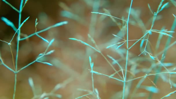 Grashalme. Kräuterhintergrund in blauen Beigetönen. Silhouette von trockenem Gras in blauem Licht. Silhouetten von Pflanzen. Natürliche Pflanzenstruktur in pastellblauen und braunen Farben. — Stockvideo