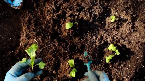 在土壤和手上种苗在花园里种苗. — 图库视频影像