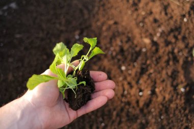 Bir erkeğin elinde fidan. Tohum ekiyorum. Tohum yetiştiriyorlar. Çin lahanası ekmek için toprak. Ev yapımı sebze