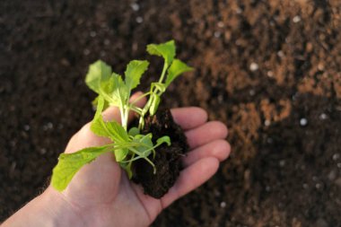Bir adamın elinde filizlenen güneş ışınları. Tohum ekiyorum. Tohum yetiştiriyorlar. Çin lahanası ekmek için toprak. Ev bahçesi. Ev yapımı sebze