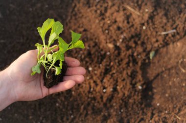Bir adamın elinde filizlenen güneş ışınları. Tohum ekiyorum. Çin lahanası ekmek için toprak. Ev bahçesi. Ev yapımı sebze