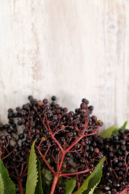 Beyaz eski püskü arkaplan üzümleri. Olgun mürver üzümü. Mürver dalları. Mürver hasadı