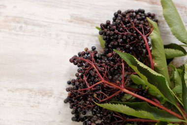 Beyaz eski püskü ahşap arka planda böğürtlen. Olgun mürver çileği. Mürver dalları. Mürver hasadı