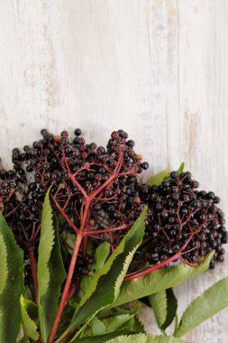 Yaşlı böğürtlen beyaz eski püskü ahşap arka planda. Olgun mürver böğürtlen. Mürver dalları. Mürver hasadı