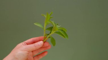 Stevia Rebaudiana 'nın elinde yeşil bir dal var. Organik düşük kalori tatlandırıcı.