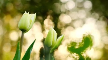 Lale çiçekleri. Bahar bahçesinde beyaz laleler. Bahar beyaz çiçekleri.