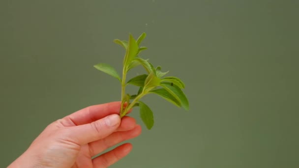 Brindille Stevia rebaudiana à la main sur fond vert.Édulcorant naturel bio à faible teneur en calories — Video